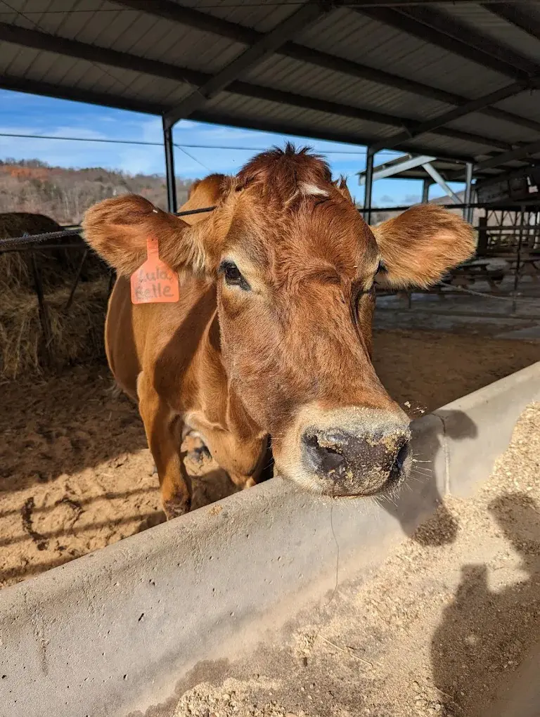 Mountain Valley Farms in Ellijay Georgia