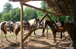 Blue Ridge Mountain Trail Rides