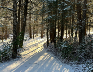 Snowy forest in Blue Ridge in the winter.