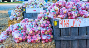 Georgia Apple Festival