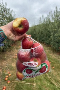 Hand holding a bag of freshly picked apples with a bite taken out of one during apple picking season in North Georgia.