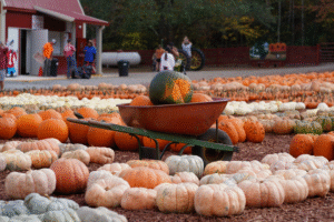 Pumpkin patch at Burt’s Pumpkin Farm in Dawsonville, GA during fall