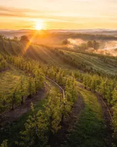 Sunrise over rolling hills of Mercier Orchards in North Georgia with rows of trees glowing in golden light and mist rising from the mountains.