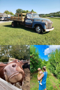 Scenes from B.J. Reece Orchards in Ellijay, Georgia, featuring a vintage farm truck, a friendly cow at the petting zoo, and a mother with her baby walking through the apple orchard.