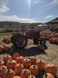 Bright orange pumpkins surrounding a vintage red tractor at a North Georgia pumpkin patch.