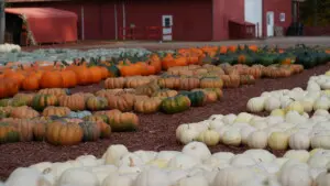 Rows of orange, white, green, and heirloom pumpkins spread out in front of a red barn at a North Georgia pumpkin patch.