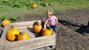 A young girl picking pumpkins from a wooden crate at Red Apple Barn in Ellijay, Georgia.