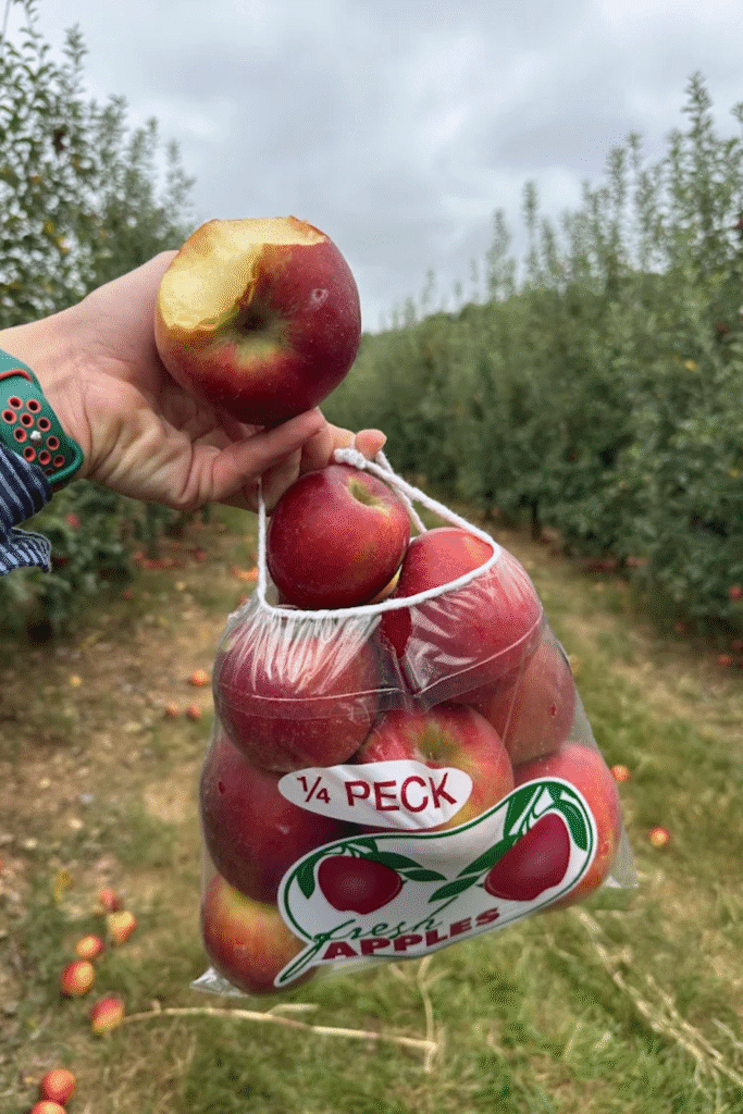 Hand holding a bag of freshly picked apples with a bite taken out of one during apple picking season in North Georgia.