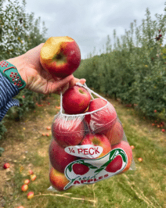 Apple picking at Mercier Orchards in Blue Ridge, GA during peak fall season
