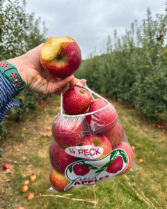 Apple picking at Mercier Orchards in Blue Ridge, GA during peak fall season