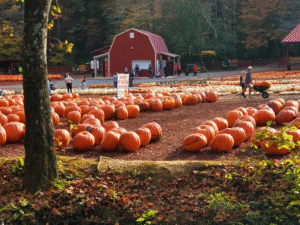 Rows of bright orange pumpkins at Burt’s Pumpkin Farm in Dawsonville, Georgia, with families exploring the pumpkin patch near a red barn during fall.