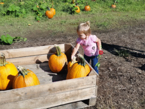 Little girl picking pumpkins at Red Apple Barn in Ellijay, Georgia, placing one into a wooden crate in the pumpkin patch on a sunny fall day.
