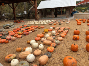 Colorful variety of pumpkins and gourds at Copper Creek Farm in Calhoun, Georgia, displayed in rows under a rustic pavilion during fall.