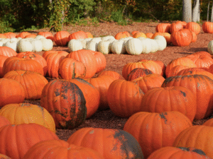 Large orange and white pumpkins at Burt’s Pumpkin Patch in Dawsonville, Georgia, inviting visitors to enjoy fall festivities and nearby cabin stays.