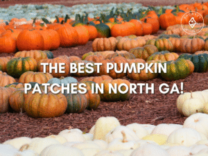 Colorful pumpkins of all shapes and sizes at a North Georgia pumpkin patch with text overlay reading “The Best Pumpkin Patches in North GA.”