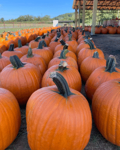Rows of bright orange pumpkins at Uncle Shuck’s Pumpkin Patch in Dawsonville, Georgia, lined up under a rustic pavilion on a sunny fall day.