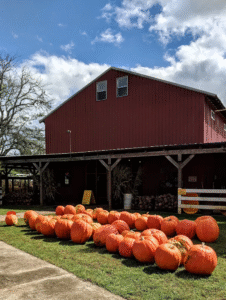 Pumpkins displayed on the lawn in front of a rustic red barn at Yahoo Farms in Jasper, Georgia, under a partly cloudy autumn sky.