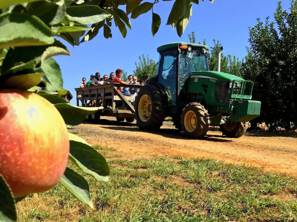Guests enjoying a scenic tractor ride through the apple orchards at Mercier Orchards in Blue Ridge, Georgia, with ripe apples hanging in the foreground.